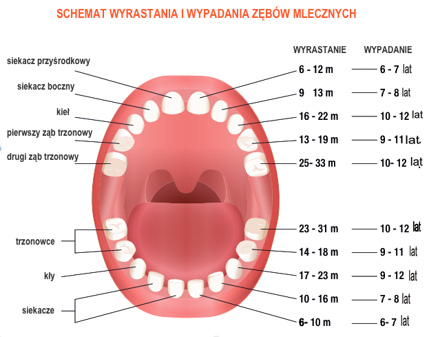 Schemat ząbkowania - kolejność wyrastania zębów