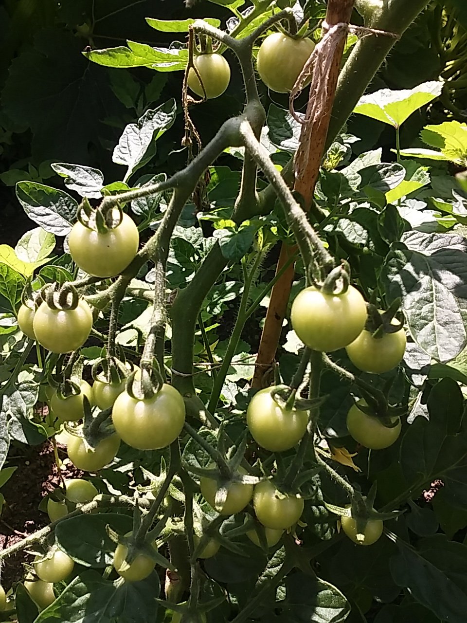 20160628_105430.jpg
