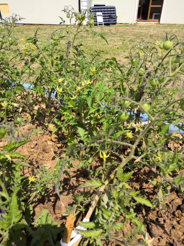 IMG_20190702_114637.jpeg