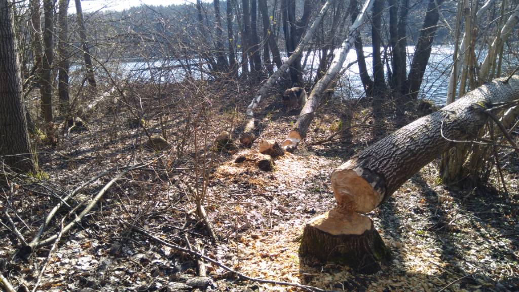 IMG_20200308_121130.jpeg