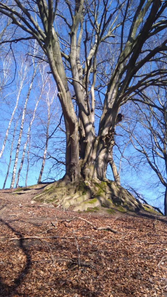 IMG_20200308_121612.jpeg