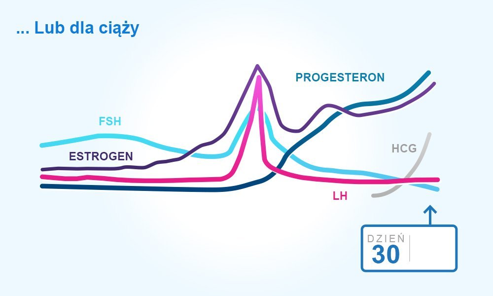 menstrual-cycle-pregnancy_pol.jpeg