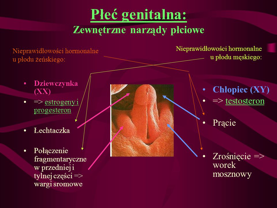 Płeć+genitalna_+Zewnętrzne+narządy+płciowe.jpg