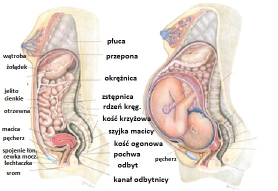 pregnancyorgansjpg.jpg