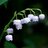 Lily_of_the_valley