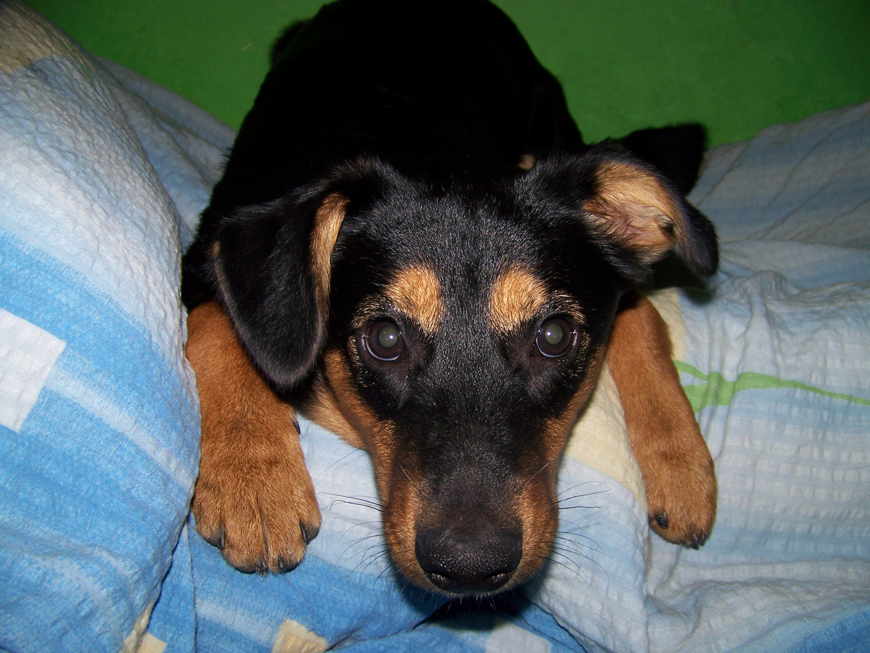 Shira