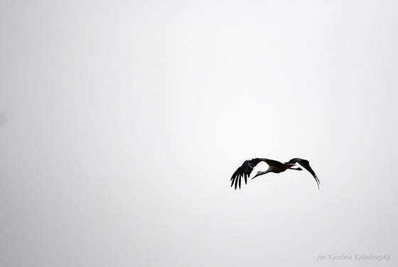 stork