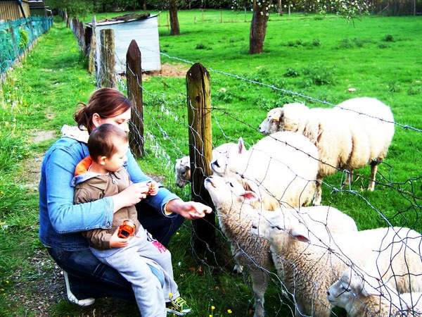 Z owieczkami
