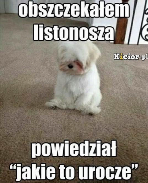 1464958228-suf1ei.jpeg