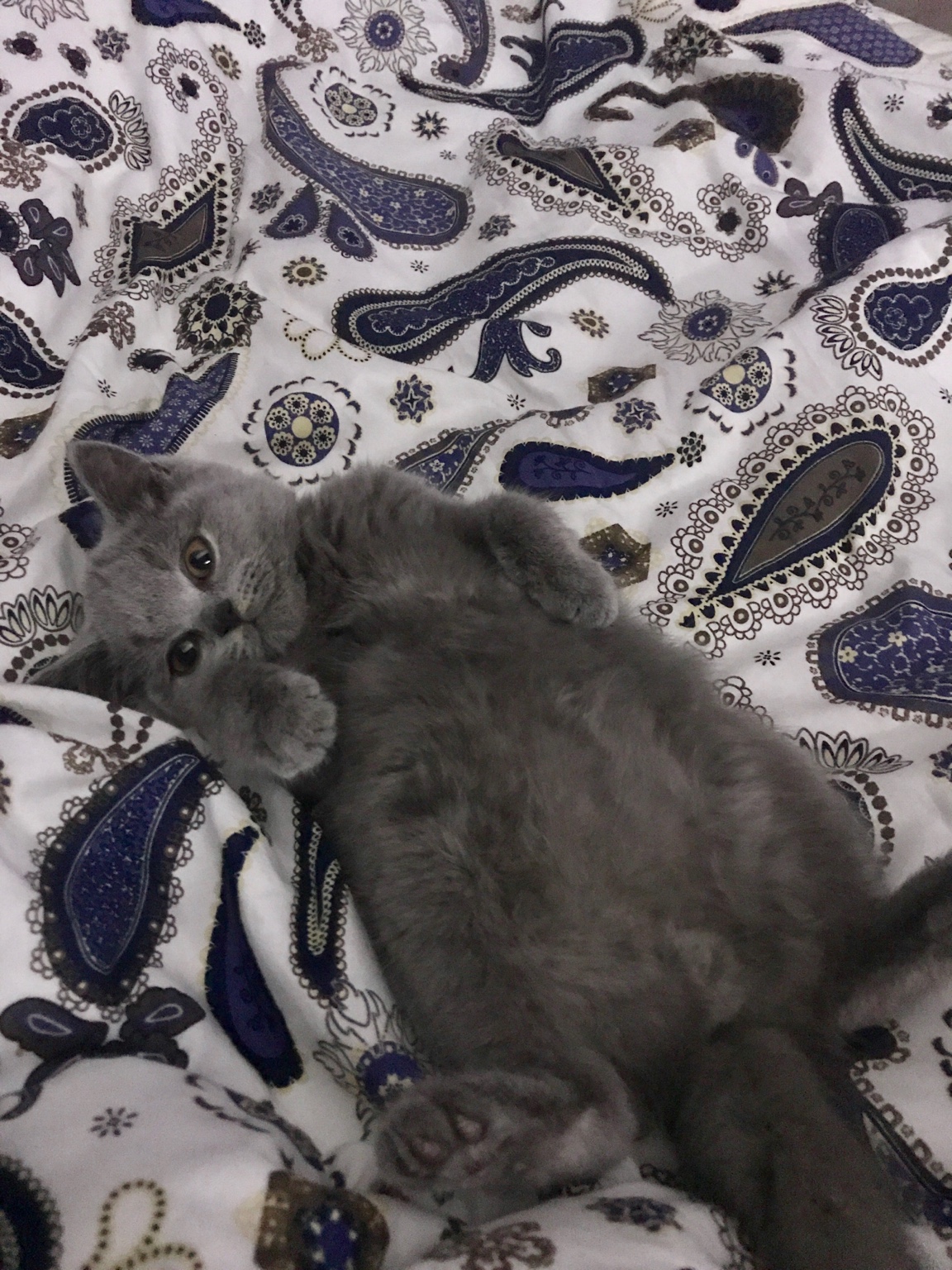 1493013949-aaaaaa.jpeg