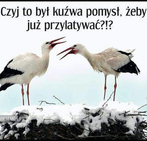 1494333737-aaaaaa.jpeg