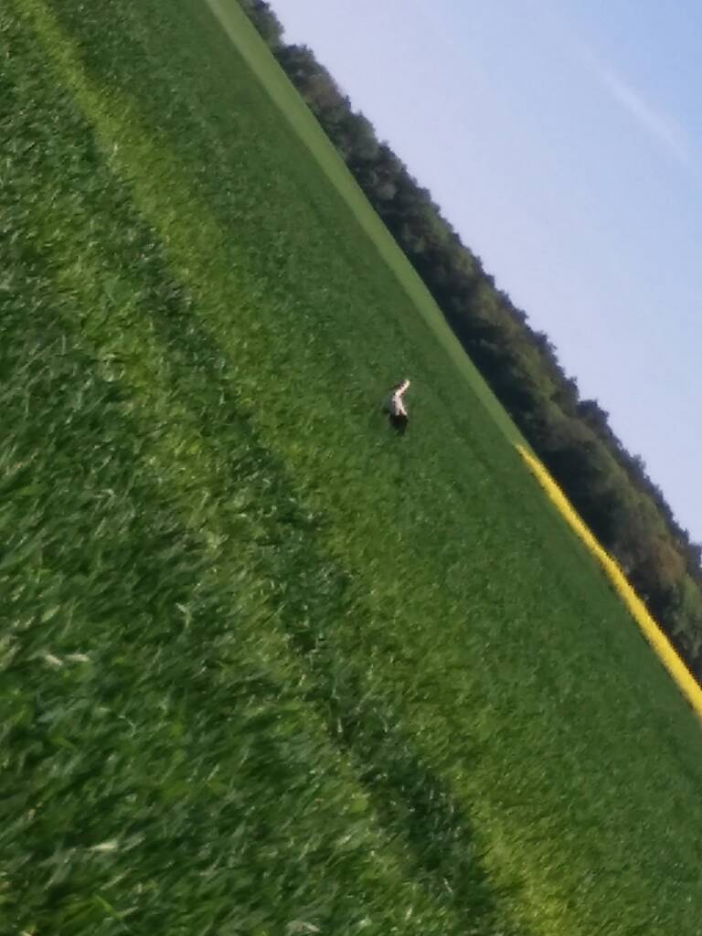 1495015999-aaaaaa.jpeg