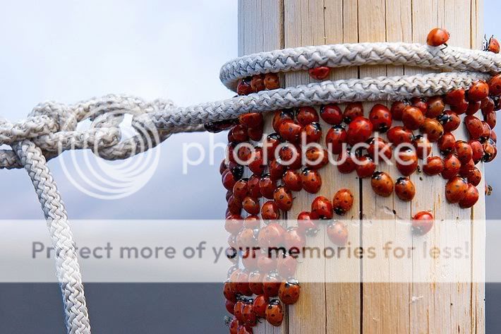ladybugs.jpg