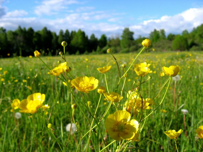 Wiosna_2004_40.jpg