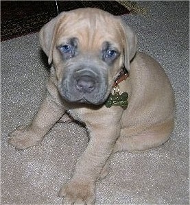 CaneCorso5WeeksBarone.jpg