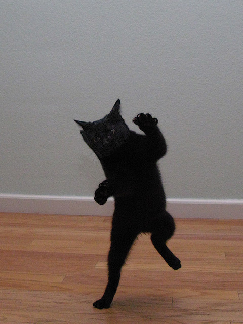 Dancing-Cat-3.jpg