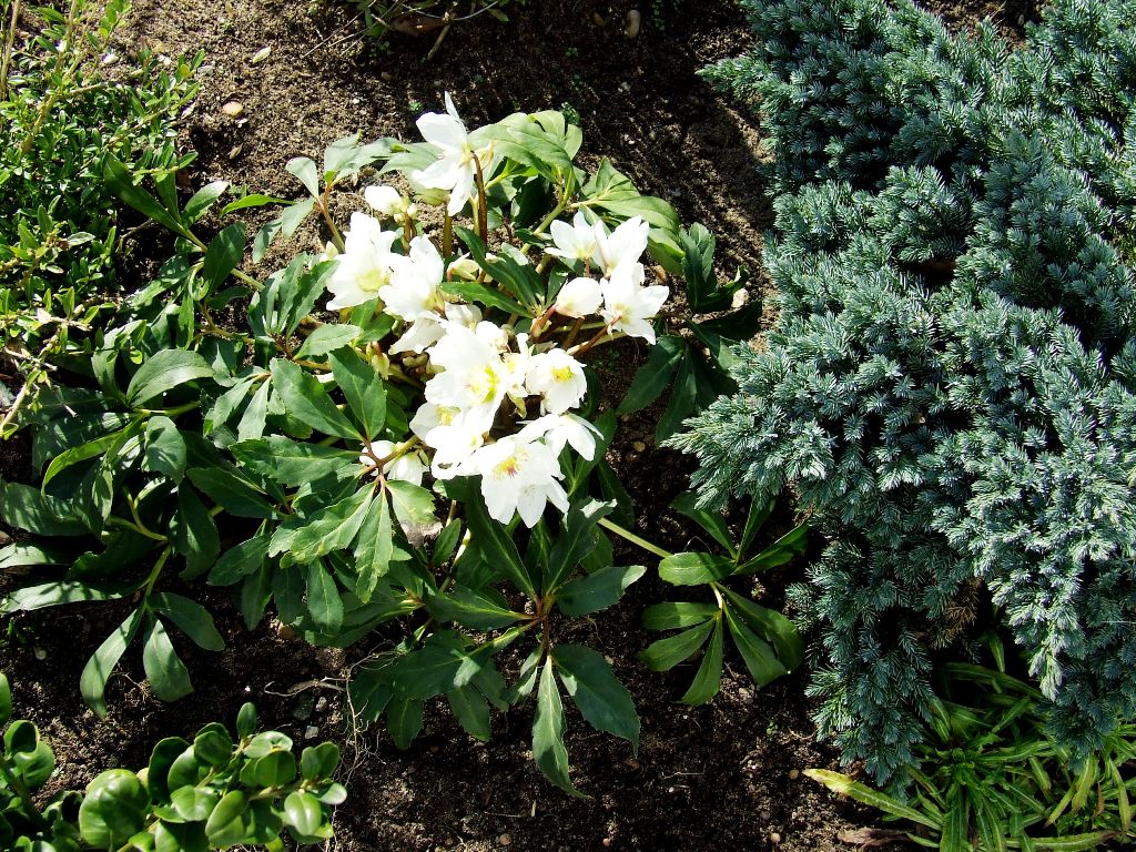 Christrose2011.JPG