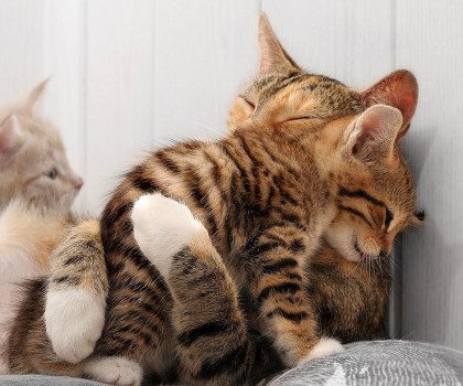 cat_hug_1_420x350_by_mada90-d4rhp1j.jpg