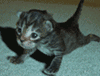 kotek-cwiczy.gif
