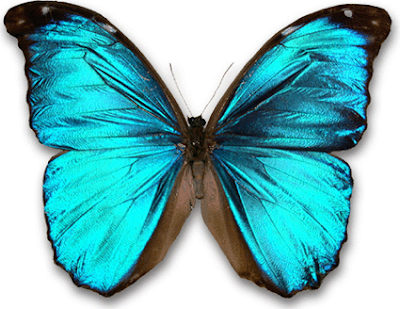 motyl22.gif