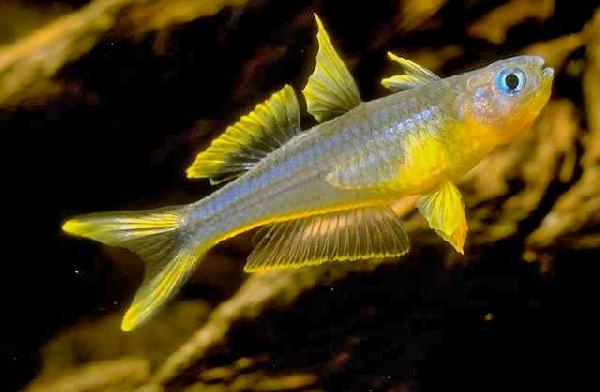 pseudomugil-furcatus.jpg