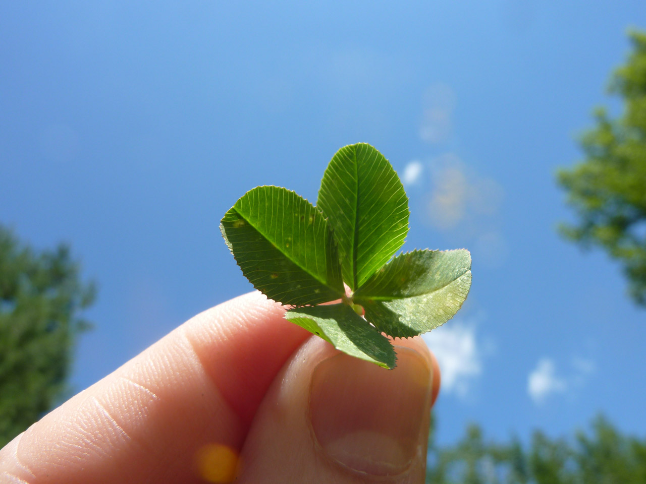 four-leaf-clover-1318889262wsA.jpg