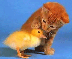 14619tw4zs39vqj.gif