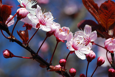 2456_2007-0120-blooming-fruit-tree.jpg