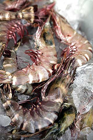 scampi4X2X_1219393810_1219393825.jpg