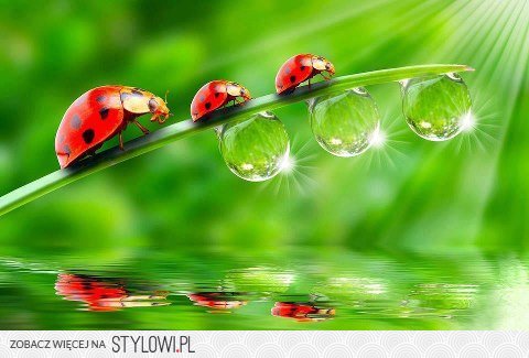 stylowi_pl_plakaty-i-obrazy_1805649.jpg