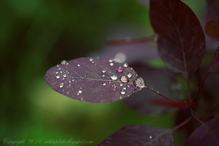 leaf_1683.jpg