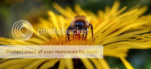 Copyof916706091_a28bd67707.jpg