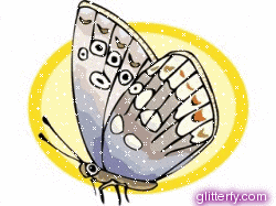 cartoon_butterfly.gif