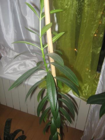 oleander-pospolity_2723_412.JPG