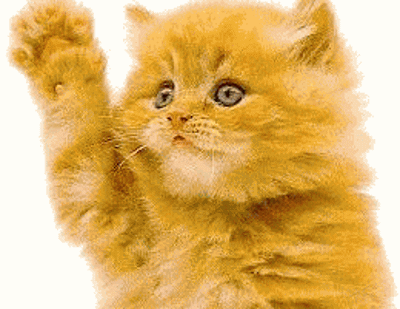 cat-waving-hi-x36r5h4oce_50580373.gif