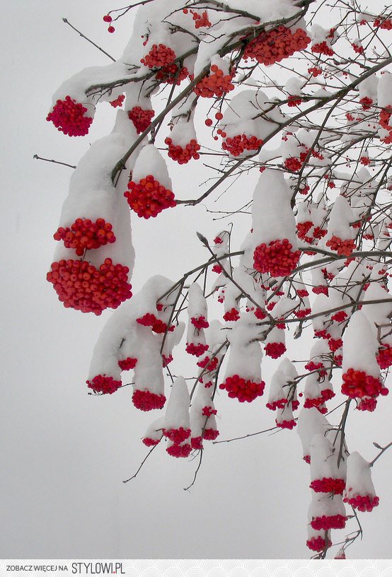 stylowi_pl_inne_2463185.jpg