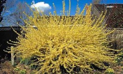 Forsythia_int_8.jpg