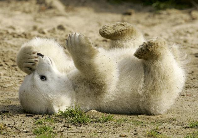 knut_bear_cub.jpg